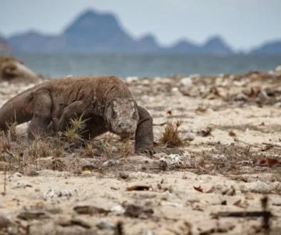 blog Komodo Island Safety Tips How to Interact with Dragons Responsibly