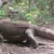 blog The Ultimate Guide to Seeing Komodo Dragons in Their Natural Habitat