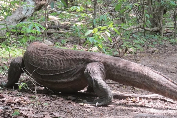blog The Ultimate Guide to Seeing Komodo Dragons in Their Natural Habitat