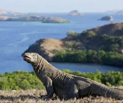 Komodo island