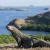 Komodo island