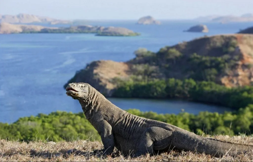 Komodo island